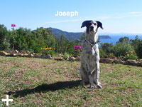 Isola d'Elba - Appartamenti le Querce, vacanze con il tuo animale, cane, gatto...