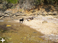 Isola d'Elba - Appartamenti le Querce, vacanze con il tuo animale, cane, gatto...