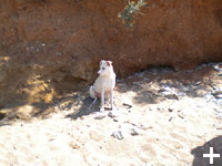 Isola d'Elba - Appartamenti le Querce, vacanze con il tuo animale, cane, gatto...