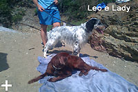 Isola d'Elba - Appartamenti le Querce, vacanze con il tuo animale, cane, gatto...