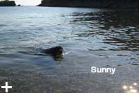 Isola d'Elba - Appartamenti le Querce, vacanze con il tuo animale, cane, gatto...