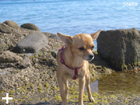 Isola d'Elba - Appartamenti le Querce, vacanze con il tuo animale, cane, gatto...