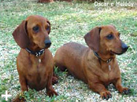 Isola d'Elba - Appartamenti le Querce, vacanze con il tuo animale, cane, gatto...