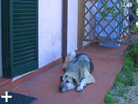 Elba Island - Apartments Le Querce, vacation at the sea with your dog, cat, animal...