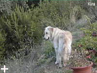 Isola d'Elba - Appartamenti le Querce, vacanze con il tuo animale, cane, gatto...<b></b>