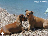 Isola d'Elba - Appartamenti le Querce, vacanze con il tuo animale, cane, gatto...