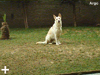 Isola d'Elba - Appartamenti le Querce, vacanze con il tuo animale, cane, gatto...