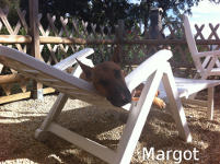 Isola d'Elba - Appartamenti le Querce, vacanze con il tuo animale, cane, gatto...