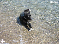 Elba Island - Apartments Le Querce, vacation at the sea with your dog, cat, animal...