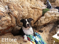 Isola d'Elba - Appartamenti le Querce, vacanze con il tuo animale, cane, gatto...