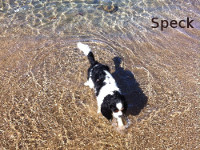 Isola d'Elba - Appartamenti le Querce, vacanze con il tuo animale, cane, gatto...