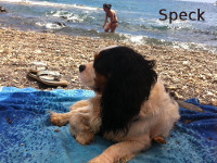 Isola d'Elba - Appartamenti le Querce, vacanze con il tuo animale, cane, gatto...